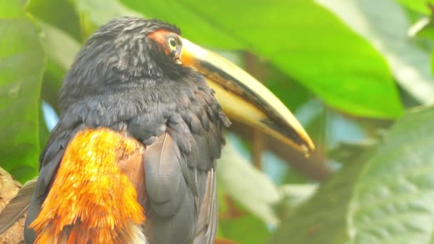 De Gekraagde aracari (Pteroglossus torquatus) is een Toekan, een vogel in de buurt van zangvogels. Broedt uit het zuiden van Mexico tot Panama — Stockvideo