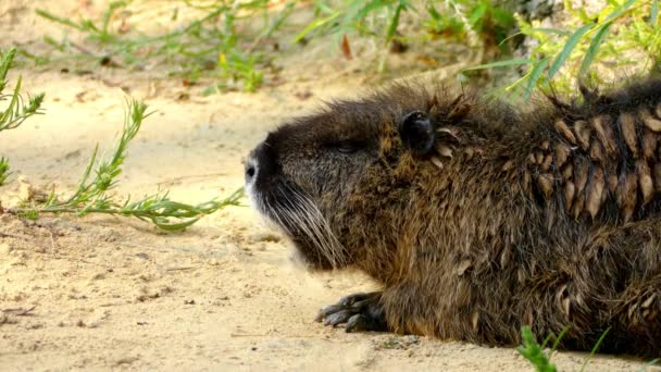 The coypu (Myocastor coypus), also known as the river rat or nutria, is a large, herbivorous, semiaquatic rodent and the only member of the family Myocastoridae. — Stock Video