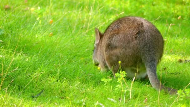 파 왈 (Macropus 파 르 마)는 약 1840 년에 처음 영국 자연주의 존 굴드에 의해 설명 되었다. 남쪽 뉴 사우스 웨일즈 (호주의 젖은 스 숲의 수 줍 어, 이상한 생물). — 비디오