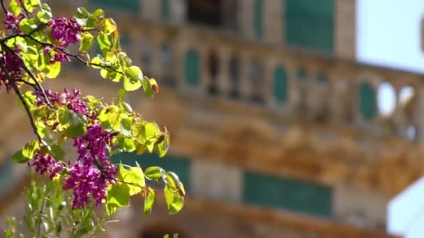 Enfoque de transferencia: La Cartuja de Valldemossa (Cartuja de Valldemossa) es un antiguo monasterio cartujo en Valldemossa, Mallorca, España. La cartuja fue fundada como residencia real . — Vídeos de Stock