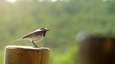 Beyaz kuyruksallayan (Motacilla alba) kuyruksallayan ailesindeki Kuyruksallayangiller, mahmuzlu ve longclaws da içeren küçük bir kuş türüdür. Britanya Adaları koyu alt türler alaca kuyruksallayan hakimdir.