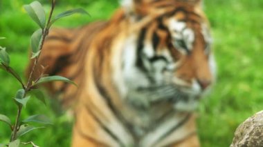 Kraliyet Bengal kaplanı (Panthera tigris) olarak da adlandırılan Bengal kaplanı, en çok sayıda kaplan alt türü var. Hindistan ve Bangladeş Ulusal bir hayvandır.