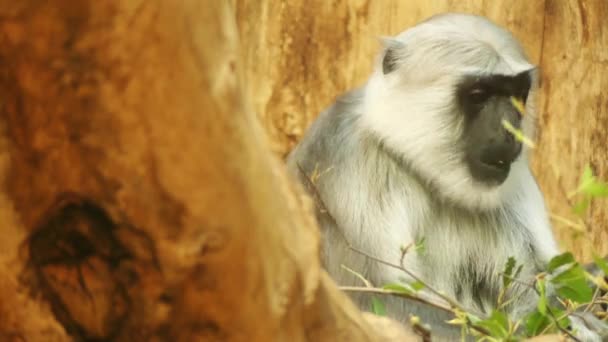 Gray langurs eller Hanuman langurs, mest utbredda langurs i södra Asien, är en grupp av gamla världen apor som utgör hela släktet Semnopithecus, arter Auktor. — Stockvideo