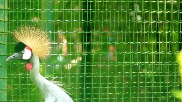 Żuraw czarny (Balearica pavonina) – ptak z rodziny Żurawinowatych (Gruidae). Występuje w suchej sawanny w Afryce. Istnieją dwa podgatunki: pawi na zachodzie i bardziej liczne złotawy w Afryce Wschodniej — Wideo stockowe