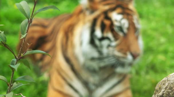 De Bengaalse tijger, een afkorting voor de Koninklijke Bengaalse tijger (Panthera tigris), is de meeste talrijke ondersoort van de tijger. Het is de nationale dier van zowel India en Bangladesh. — Stockvideo