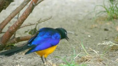 Aynı zamanda Kraliyet starling bilinen altın göğüslü starling (Lamprotornis regius), orta büyüklükte, en fazla 35 cm uzunluğunda, ötücü starling ailesindeki etmektir.