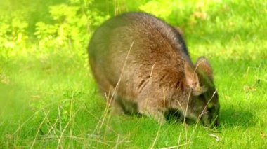 Parma kanguru (Macropus parma) yaklaşık 1840 yılında ilk tarif eden İngiliz doğabilimci tarafından John Gould. Güney New South Wales (Avustralya ıslak sclerophyll ormanların utangaç, gizemli bir yaratık).