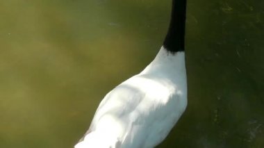 Siyah boyunlu kuğu (Cygnus melancoryphus), kuğu kuğusu. Siyah boyunlu kuğu eskiden monotipik cins, Sthenelides yerleştirilmişti.