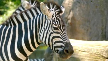 Zebras are several species of African equids (horse family) with distinctive black and white striped coats. There are three species of zebras: plains zebra, Grevy's zebra and mountain zebra.
