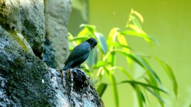 Asya parlak sığırcık (Aplonis panayensis) familyasından bir sığırcık aile Sturnidae. Bangladeş, Brunei, Hindistan, Endonezya, Malezya, Myanmar, Filipinler, Singapur ve Tayland içinde bulundu.