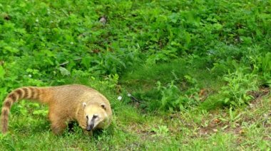 Nasua, Procyonidae familyasından bir cinstir. Coatis olarak iki tür. Nasuella cinsine iki ek dağ arması türü yerleştirilir..