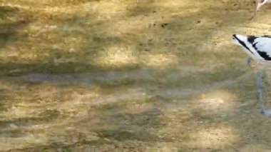 Pied avocet (Recurvirostra avosetta) avocet ve stilt familyasında bulunan büyük bir siyah-beyaz wader. Ilıman Avrupa ve batı ve Orta Asya'da ürerler..