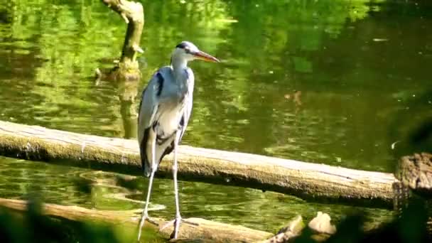 Šedá volavka (Ardea cinerea) je dlouhonohý dravý pták z čeledi volavek Ardeidae, původem z celé mírné Evropy a Asie a také z částí Afriky. — Stock video