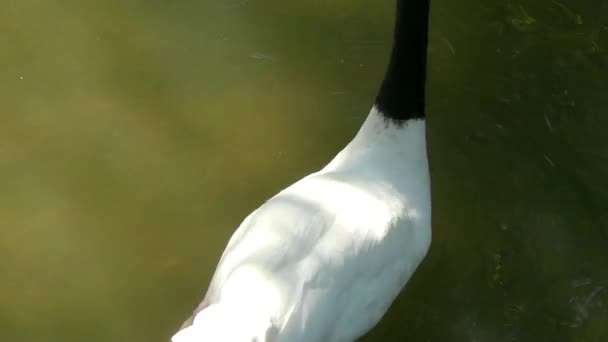 Siyah boyunlu kuğu (Cygnus melancoryphus), kuğu kuğusu. Siyah boyunlu kuğu eskiden monotipik cins, Sthenelides yerleştirilmişti. — Stok video