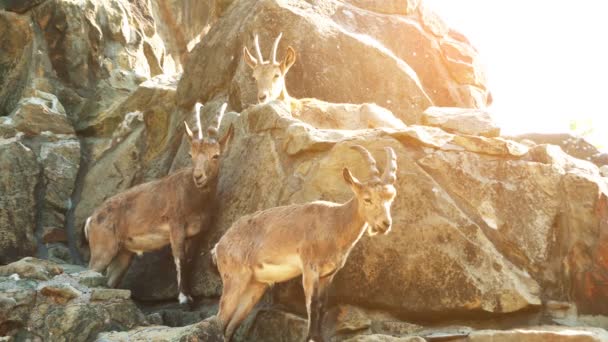 The Siberian ibex (Capra sibirica) is a species of ibex that lives in central Asia. It has traditionally been treated as a subspecies of the Alpine ibex. — Stock Video