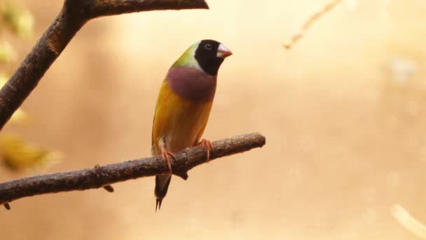 Gouldian 피리 새 류 (Erythrura gouldiae), 일컬어 레이디 Gouldian 피리 새 류, 굴드의 피리 새 류 또는 레인 보우 핀치, 다채로운 passerine 새 호주에 풍토 성 이다. — 비디오