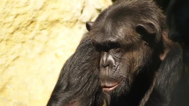 Common chimpanzee (Pan troglodytes), also known as the robust chimpanzee, is a species of great ape. It is closely related bonobo, formerly called the pygmy chimpanzee. — Stockvideo