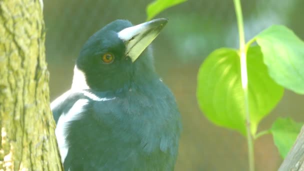 Cracticus tibicen é uma ave passeriforme branca e preta de tamanho médio nativa da Austrália e Nova Guiné, Artamidae, do gênero Cracticus e está relacionada com o carniceiro-preto . — Vídeo de Stock
