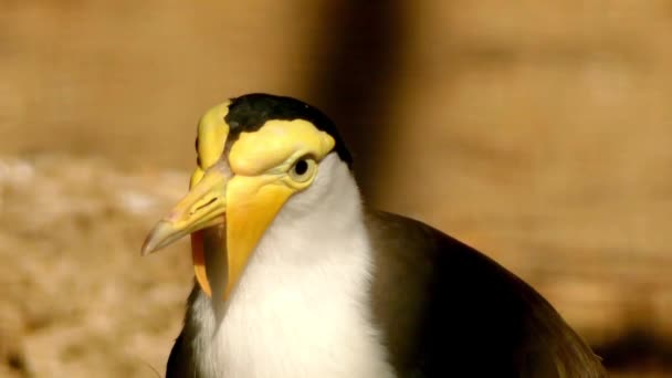 ズグロトサカゲリ (Vanellus マイル)、また仮面の千鳥とよく知られている平翼千鳥と呼ばれる大規模な一般的な異彩を放つ鳥オーストラリア、ニュージーランド、ニューギニアに原産であります。. — ストック動画