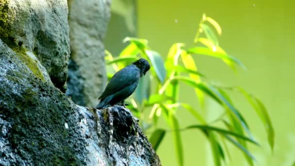 Asijské lesklý Starlingová (Aplonis panayensis) je druh z čeledi čeledi špačkovitých. Vyskytuje se v Bangladéš, Brunej, Indie, Indonésie, Malajsie, Myanmar, Filipíny, Singapur a Thajsko. — Stock video