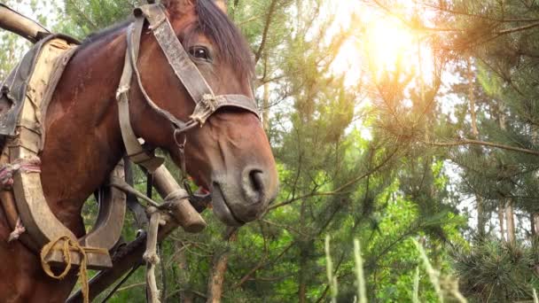 A bay horse, aknázni a fából készült szekér, a háttérben a nyári zöld vidéken. — Stock videók