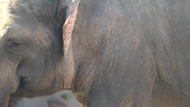 Азіатські або Азіатська слон (Elephas Максимус)-єдиний життя та типовий вид роду Elephas і поширюється в Південно-Східній Азії з Індії на заході до Борнео на сході. — стокове відео