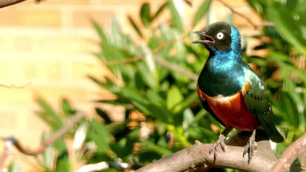 De driekleurige glansspreeuw (Lamprotornis superbus) is een lid van de familie van de Spreeuw van vogels. Het was voorheen bekend als Spreo superbus. — Stockvideo