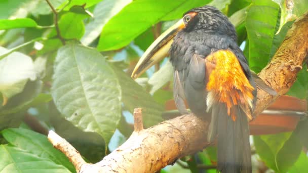 De Gekraagde aracari (Pteroglossus torquatus) is een Toekan, een vogel in de buurt van zangvogels. Broedt uit het zuiden van Mexico tot Panama — Stockvideo