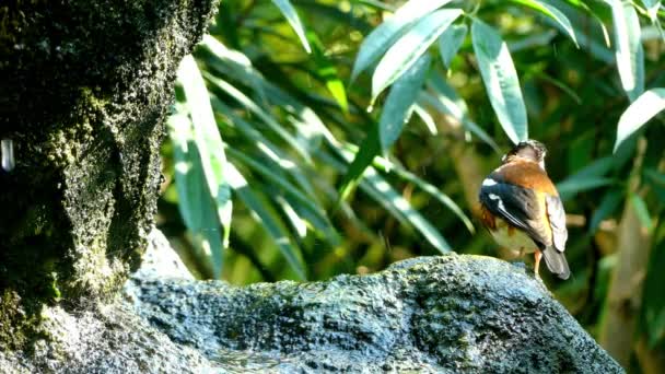 Kestane sırtlı ardıç kuşu (Geokichla dohertyi), hayvan ardıç kuşu türü Endonezya'da Lombok, Timor ve Küçük Sunda Adaları'nda bulunan bir ardıç kuşu türü.. — Stok video