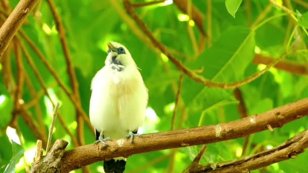 Den Bali myna (Leucopsar rothschildi), även känd som Rothschilds mynah, Bali starling eller Bali mynah, lokalt känd som jalak Bali, tjock myna, nästan helt vit med en lång, hängande tofs. — Stockvideo