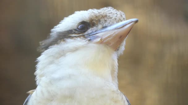 Kookaburra's zijn terrestrische ijsvogels van het geslacht Dacelo afkomstig uit Australië en Nieuw-Guinea. Het enige lid van het geslacht Clytoceyx wordt vaak aangeduid als de shovel-gefactureerde kookaburra. — Stockvideo