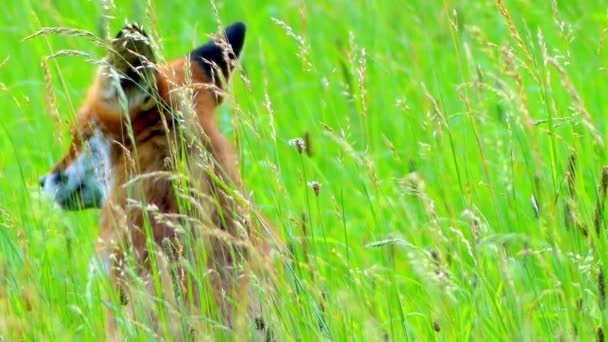 Rödräv i vilda livsmiljöer. Rödräv (Vulpes vulpes), största av sanna rävarna, har den största geografiska utbredning av alla medlemmar av familjen Carnivora. — Stockvideo