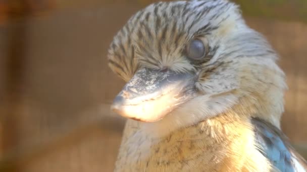 Modrá okřídlený kookaburra (Dacelo leachii) je velký druh kingfisher původem z severní Austrálie a na jihu nové Guiney. Má modrá křídla a ramena hnědé a modré kýta. — Stock video