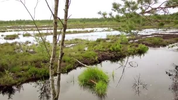 Dos niñas hermosas caminan en el campo del pantano en Viru Raba en Lahemaa, Estonia . — Vídeo de stock