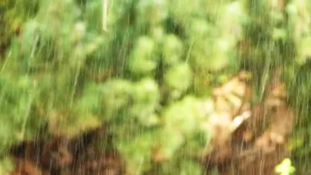 Im Sommer sintflutartiger Regen auf dem Hintergrund des grünen Waldes — Stockvideo