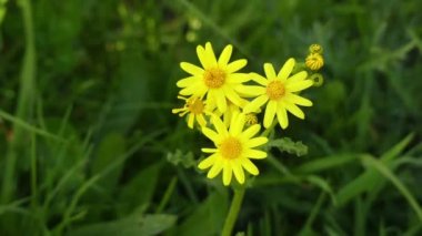 Jacobaea vulgaris (Senecio jacobaea), Kuzey Eurasia için genellikle yerli bitki ve kuru da yaygın bir ot gibi başka bir yerde dağıtılmaya başlamıştır aile içinde çok yaygın kır çiçeği olduğunu.