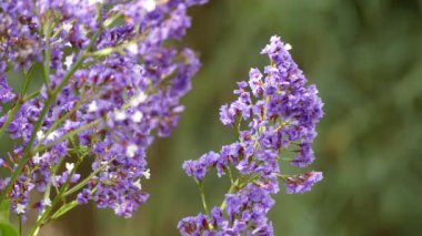 Limonium sventenii, Limonium 120 çiçek türlerinin bir cinstir. Üyeler da deniz-lavanta, statice veya marsh-biberiye verilir.