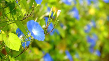 Odak transfer: Ipomoea göksel mavi. Ipomoea bitki familyası Convolvulaceae BT en büyük cins olduğunu sabah zafer, su convolvulus veya kangkung, tatlı patates, kahkaha, vb dahil.