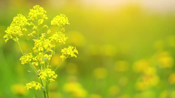 Barbarea vulgaris, también llamada bittercress, hierba barbara, rocketcress, rocketcress amarillo, cohete de invierno, y cohete de herida, es una hierba bienal del género Barbarea, perteneciente a la familia de la mostaza . — Vídeo de stock