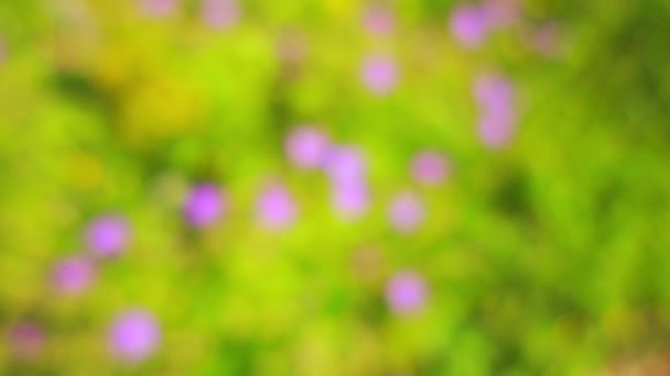 ゼラニウム macrorrhizum 属ゼラニウム、フウロソウ科家族で丈夫な開花草本多年生植物の種であります。その bigroot ゼラニウム、ブルガリアのゼラニウムと岩鶴のビル. — ストック動画