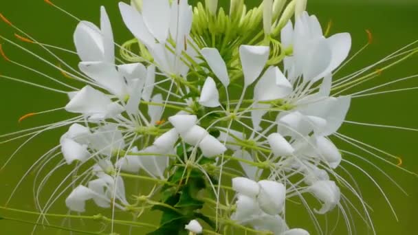 Cleome är släkte av blommande växter i familjen Cleomaceae. Det hade placerats i familjen korsblommiga växter. — Stockvideo