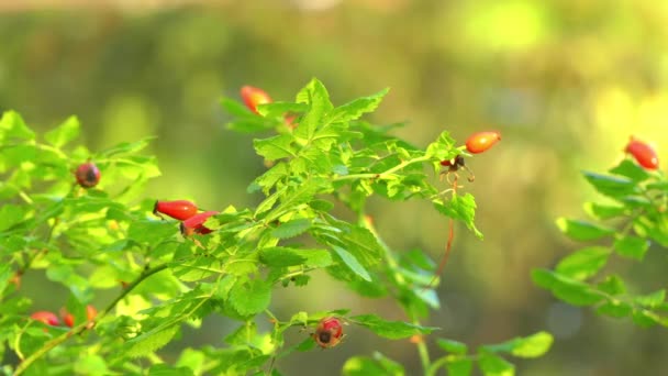 Rosa canina, широко відомий як Шипшина, є змінною сходження дика троянда уродженцем виду до Європи, північно-заході Африки та західній Азії. — стокове відео