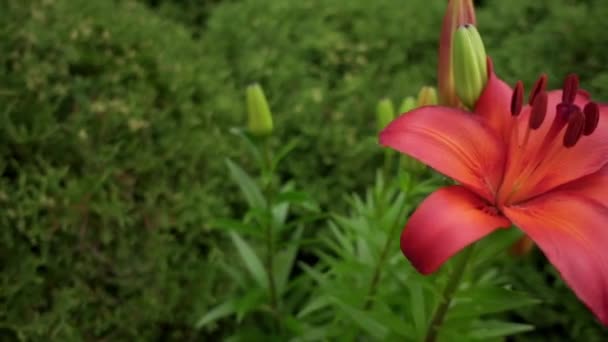 Piros lilium (tagjai igaz liliomok) alrendjébe, lágyszárú növények növekvő izzók, mind a nagy, kiemelkedő virágok. — Stock videók