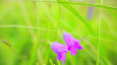 Çan çiçeği ile ortak adı bellflower Çan çiçeğigiller ailesindeki çeşitli cins biridir. Her ikisi de alır onun bunun bilimsel adı çan şeklindeki onun çiçek - çan çiçeği Latince küçük çan için mi.