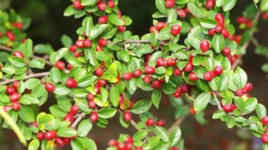 Dağ muşmulası çiçekli bitkiler gül ailesi Gülgiller familyasından. Hawthorns (Crataegus), firethorns (Ateş dikeni), photinias (alev ağacı) ve rowans (Sorbus ilgili).