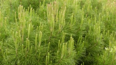 Pinus halepensis, Halep çamı bilinen bir çam Akdeniz bölgesine yerli olduğunu. İsrail'de ismi Jerusalem çam.