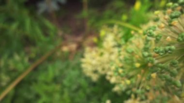 Allium stipitatum, Farsça soğancık, soğan Türkiye, Irak, Iran, Pakistan, Afganistan, Türkmenistan, Tacikistan, Özbekistan, Kırgızistan ve Kazakistan için yerel Asya bir familyasından.