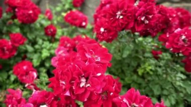 Crataegus laevigata Paul ün Kızıl (çift kırmızı çiçekler) katılmakta tarafından laevigata ve bitkisinden arasında melez türetilen kabul edilir.