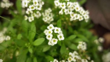 Alyssum çiçekli bitkiler ailesindeki Turpgiller, Avrupa, Asya ve Kuzey Afrika, Akdeniz bölgesinde en yüksek tür çeşitliliği cinsidir.