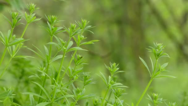 Galium aparine, com muitos nomes comuns, incluindo cleavers, clivers, capim-espinhoso, catchweed, stickyweed, robin-run-the-hedge, sticky willy, é uma planta herbácea anual da família Rubiaceae . — Vídeo de Stock